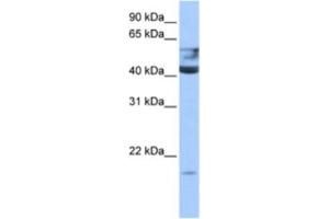 Western Blotting (WB) image for anti-Queuine tRNA-Ribosyltransferase 1 (QTRT1) antibody (ABIN2463239) (QTRT1 antibody)