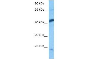 Host:  Rat  Target Name:  ENO1  Sample Tissue:  Rat Skeletal Muscle  Antibody Dilution:  1ug/ml (ENO1 antibody  (C-Term))