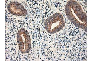 Image no. 8 for anti-Ribophorin 1 (RPN1) antibody (ABIN1500749)