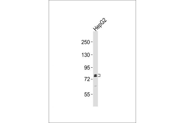 RFX4 antibody  (C-Term)