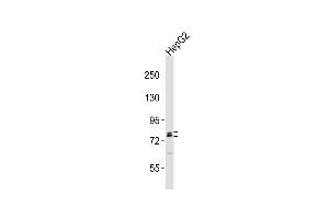 Anti-RFX4 Antibody (C-term)at 1:2000 dilution + HepG2 whole cell lysates Lysates/proteins at 20 μg per lane. (RFX4 antibody  (C-Term))