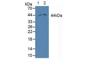 Figure. (MEK2 antibody  (AA 86-331))