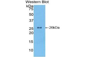 Detection of Recombinant TOR2A, Mouse using Polyclonal Antibody to Torsin 2A (TOR2A) (TOR2A antibody  (AA 125-313))