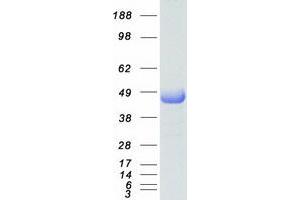 Validation with Western Blot