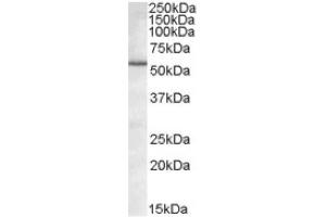 Image no. 1 for anti-BCL2-Associated Athanogene 5 (BAG5) (Internal Region) antibody (ABIN375061) (BAG5 antibody  (Internal Region))