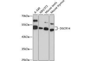 Western blot analysis of extracts of various cell lines, using DGCR14 antibody (ABIN6127806, ABIN6139562, ABIN6139563 and ABIN6217072) at 1:3000 dilution. (DGCR14 antibody  (AA 1-300))