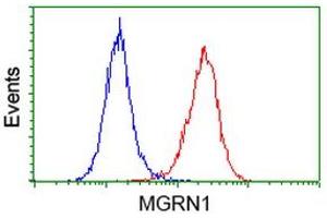 Flow cytometric Analysis of Hela cells, using anti-MGRN1 antibody (ABIN2454428), (Red), compared to a nonspecific negative control antibody, (Blue). (Mahogunin RING Finger Protein 1 antibody)