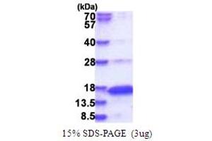 Neurogranin (NRGN) (AA 1-78) protein (His tag)
