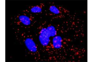 Proximity Ligation Assay (PLA) image for anti-V-Rel Reticuloendotheliosis Viral Oncogene Homolog B (RELB) (AA 1-579) antibody (ABIN519730)