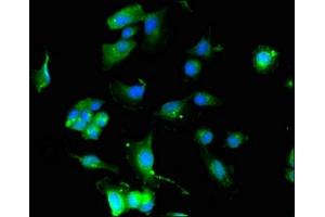 Immunofluorescence (IF) image for anti-Potassium Voltage-Gated Channel, KQT-Like Subfamily, Member 4 (KCNQ4) (AA 401-516) antibody (ABIN7164005)