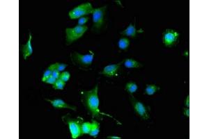 Immunofluorescent analysis of U251 cells using ABIN7164005 at dilution of 1:100 and Alexa Fluor 488-congugated AffiniPure Goat Anti-Rabbit IgG(H+L) (KCNQ4 antibody  (AA 401-516))