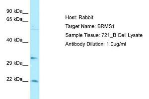 Host: RabbitTarget Name: BRMS1Antibody Dilution: 1. (BRMS1 antibody  (C-Term))
