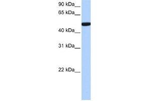 C1ORF55 antibody used at 0. (C1orf55 antibody  (C-Term))