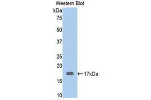 Western Blotting (WB) image for anti-Calreticulin (CALR) (AA 196-310) antibody (ABIN1858507) (Calreticulin antibody  (AA 196-310))