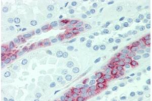 Anti-SLC4A2 antibody  ABIN1049341 IHC staining of human kidney. (SLC4A2 antibody  (Internal Region))