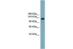 WB Suggested Anti-ASXL2  Antibody Titration: 0. (ASXL2 antibody  (Middle Region))