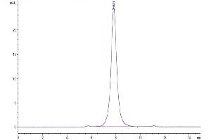 Size-exclusion chromatography-High Pressure Liquid Chromatography (SEC-HPLC) image for CD24 Molecule (CD24) (AA 27-54) protein (Fc Tag,Biotin) (ABIN7274099)
