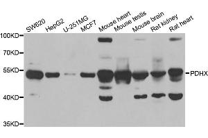 Western blot analysis of extracts of various cell lines, using PDHX antibody (ABIN5973826) at 1/1000 dilution.