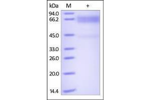 Biotinylated Human CD19, Fc tag on SDS-PAGE under reducing (R) condition. (CD19 Protein (AA 20-291) (Fc Tag,Biotin))