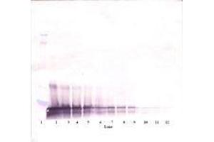 Image no. 1 for anti-KIT Ligand (KITLG) antibody (ABIN465803)