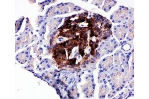 IHC-P testing of rat pancreas tissue (WISP1 antibody  (C-Term))