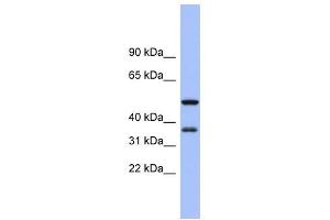 EIF2S1 antibody used at 1 ug/ml to detect target protein. (EIF2S1 antibody  (N-Term))