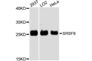 Western blot analysis of extracts of various cell lines, using SRSF9 antibody. (SFRS9 antibody  (AA 1-221))