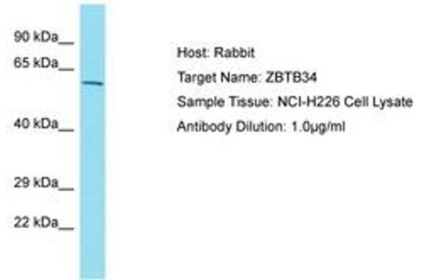 ZBTB34 Antikörper  (AA 108-157)