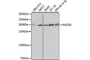 Western blot analysis of extracts of various cell lines using RAD50 Polyclonal Antibody at dilution of 1:500. (RAD50 antibody)