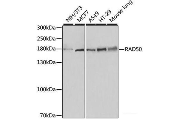 RAD50 anticorps