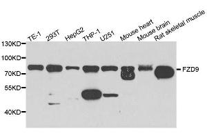 Western blot analysis of extracts of various cell lines, using FZD9 antibody. (FZD9 antibody  (AA 469-591))