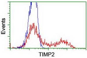 HEK293T cells transfected with either RC209796 overexpress plasmid (Red) or empty vector control plasmid (Blue) were immunostained by anti-TIMP2 antibody (ABIN2455372), and then analyzed by flow cytometry. (TIMP2 antibody)
