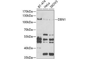 Western blot analysis of extracts of various cell lines, using DBN1 antibody (ABIN6129572, ABIN6139424, ABIN6139425 and ABIN6221983) at 1:1000 dilution. (DBN1 antibody  (AA 350-649))