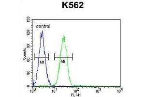 TBX6 Antibody (C-term) flow cytometric analysis of K562 cells (right histogram) compared to a negative control cell (left histogram). (T-Box 6 antibody  (C-Term))
