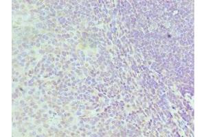 Immunohistochemistry of paraffin-embedded human tonsil tissue using ABIN7155102 at dilution of 1:100 (HNRNPD/AUF1 antibody  (AA 1-306))