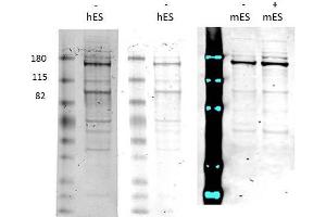 Western Blot of Rabbit anti-Morc3 antibody. (MORC3 antibody)