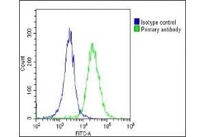 Overlay histogram showing Hela cells stained with (ABIN6244040 and ABIN6578881)(green line). (MGEA5 antibody  (AA 236-269))