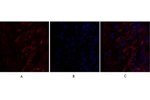 Immunofluorescence analysis of human lung tissue. (Caveolin-1 antibody  (AA 100-180))