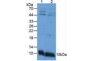 Figure. (APOC3 antibody  (AA 21-99))