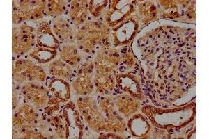 IHC image of ABIN7167184 diluted at 1:100 and staining in paraffin-embedded human kidney tissue performed on a Leica BondTM system. (RASL11B antibody  (AA 1-248))