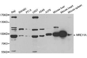 Western blot analysis of extracts of various cell lines, using MRE11A antibody. (Mre11 antibody  (AA 1-205))