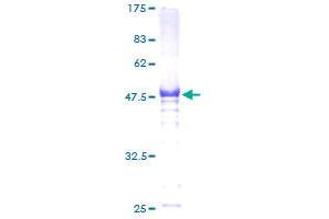 Image no. 1 for Heat shock factor protein 2 (HSF2) (AA 1-230) protein (GST tag) (ABIN1307160)