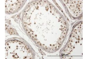 Image no. 1 for anti-Ubiquitin Specific Peptidase 29 (USP29) (AA 131-241) antibody (ABIN466233) (USP29 antibody  (AA 131-241))