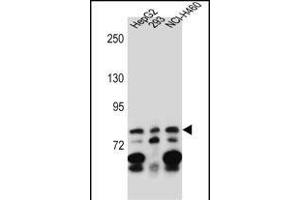 ZN Antibody (C-term) (ABIN657163 and ABIN2837903) western blot analysis in HepG2,293,NCI- cell line lysates (35 μg/lane).