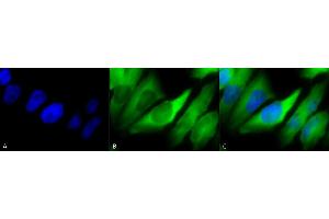 Immunocytochemistry/Immunofluorescence analysis using Mouse Anti-Hsp90 alpha/beta Monoclonal Antibody, Clone K41220A (ABIN361715 and ABIN361716). (HSP90 alpha/beta antibody  (AA 291-304))
