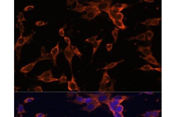 USP36 antibody