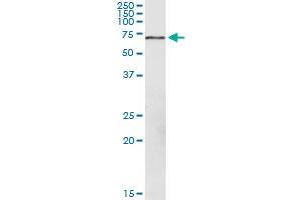 FPGT MaxPab rabbit polyclonal antibody.