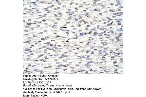 Rabbit Anti-RBM8A Antibody  Paraffin Embedded Tissue: Human Heart Cellular Data: Myocardial cells Antibody Concentration: 4. (RBM8A antibody  (N-Term))