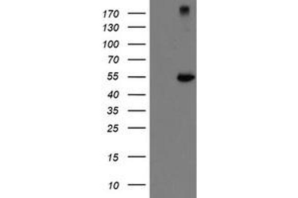 CHN1 antibody