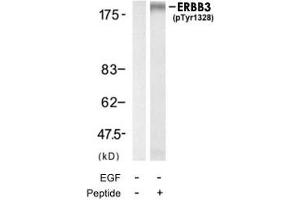 Western blot analysis of extracts from HUVEC cell using ERBB3 (phospho Y1328) polyclonal antibody . (ERBB3 antibody  (pTyr1328))